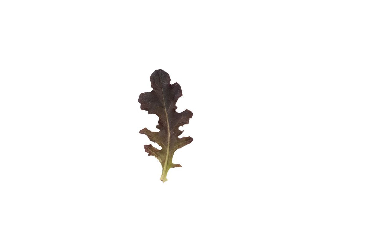 Red Tip – Lettuce Seed